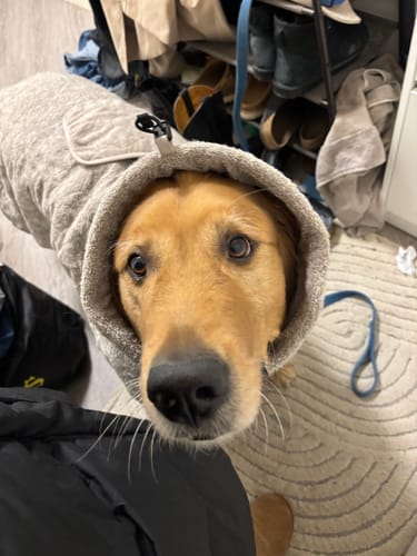 Close-up of a customer's dog wearing the soft, grey Non-Stop Dogwear Drying Coat with the hood up.