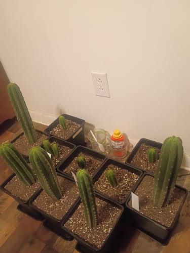 Customer photo review of Trichocereus Hybrid Variety Packs | Cactus Collector Variety Packs