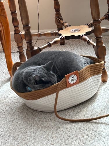 Customer photo review of Instinct Basket | Meet the first research-backed natural territory for indoor cats