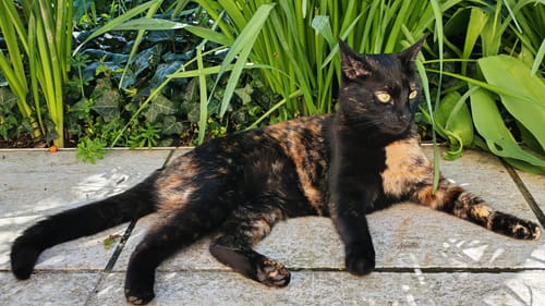 La chatte écaille de tortue d'un client, qui mange les croquettes au poulet, se reposant sur une terrasse.