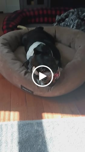 Customer video review of Smoked Beef Marrow Bone