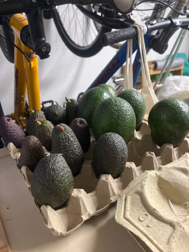 Kunde zeigt verschiedene Sorten von Reed & Hass Avocados in einem großen Eierkarton.