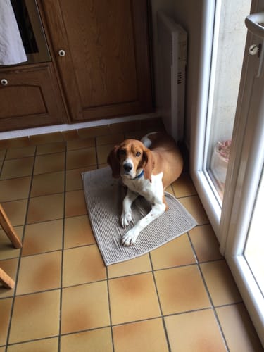 Customer photo review of Shampoing Sans Rinçage - Apaisant pour chien 🏔️