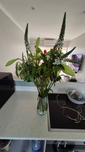 Customer's Pure Elegance Bouquet in a glass vase on a kitchen counter, showing lilies and tall snapdragons.