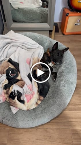 Customer video review of Cama Antiestrés para Perros