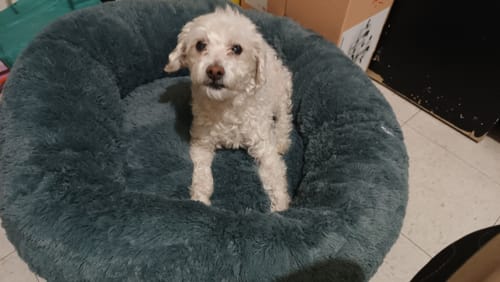 El perro senior de un cliente sentado en la cómoda Cama Antiestrés para Perros.