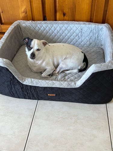 Reviewer's small dog resting in the black and grey Dog Car Booster Seat on a tiled floor indoors.
