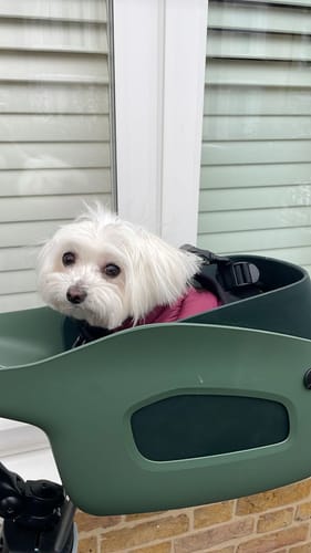 Customer photo review of Kvisp Dog Bike Carrier
