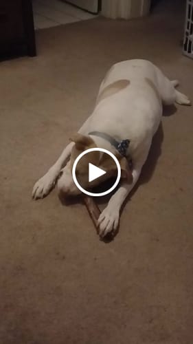 Customer video review of Medium Ostrich Cane (10" x 3"): The Long-Lasting, Flavor-Packed Chew for Medium & Large Dogs