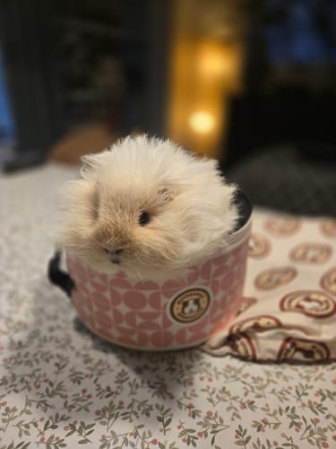 Customer's fluffy guinea pig peeking out of the pink GuineaDad Travel Tower on a bed.