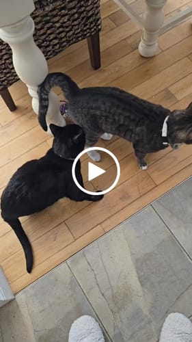 Customer video review of 2x Blisso Advanced Cat Probiotic | Cat Probiotic for Diarrhea & Kidney Support