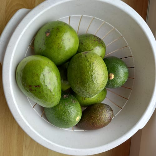 Ein Kunde zeigt mehrere große, grüne Antillano-Avocados in einem weißen Sieb.