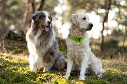 Customer photo review of Neoprene Half-Check Dog Collar with Name - L | 4Kyon