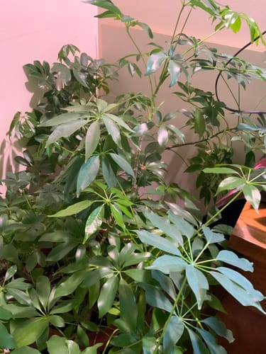 Reviewer's lush, green houseplant with glossy leaves, showing growth from the Plant Food.