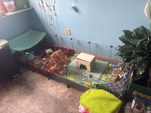 Customer's large GuineaDad Piggy Condo set up in a room with colorful bedding, hay, and a wooden hut inside.