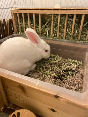 A customer's white rabbit eating fresh, green Timothy Hay from a wooden feeder.