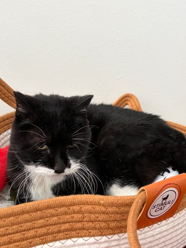 Customer photo review of Instinct Basket | Meet the first research-backed natural territory for indoor cats