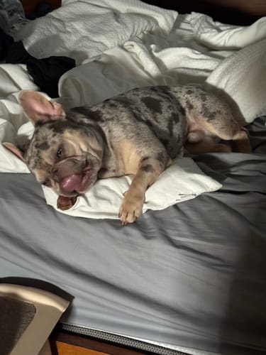 Customer photo review of MarshMellow Comforter