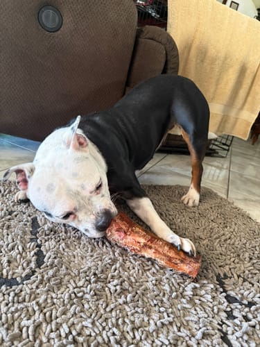 Customer's black and white dog lying on a rug chewing a Smoked Beef Marrow Bone.