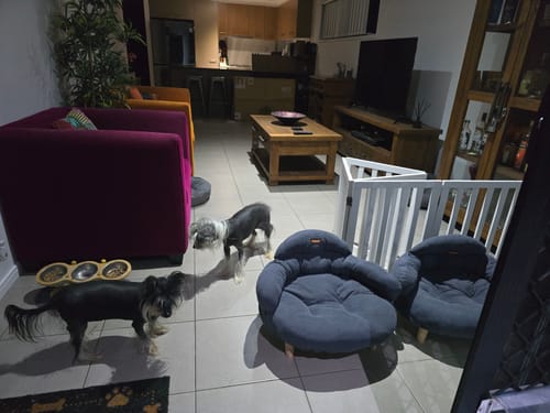 Reviewer's two grey CloudNest Elevated Pet Sofa Beds in a living room, with their two dogs standing nearby.