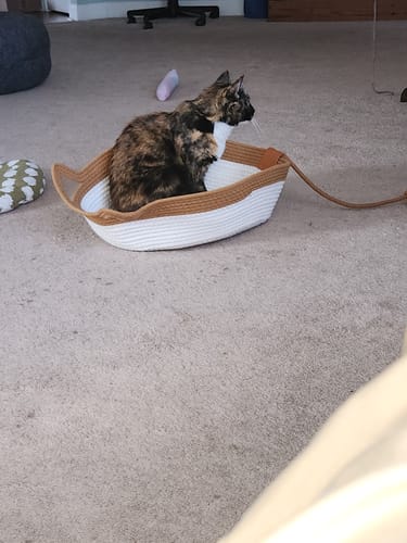 Customer photo review of Instinct Basket | Meet the first research-backed natural territory for indoor cats