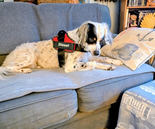 Customer photo review of Dogshood ™