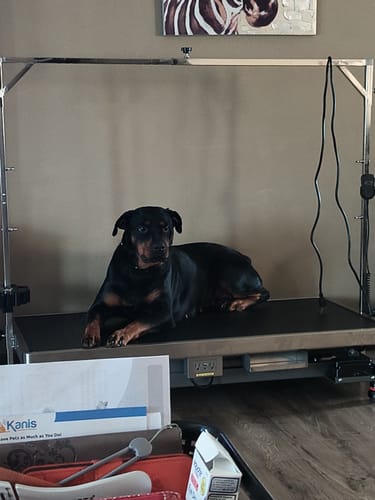 Customer photo review of Dog Yeast Protection - Homeopathic Support for Yeast Infections - All-Natural Preventive Care for Skin & Ear Health - 300 Tablets