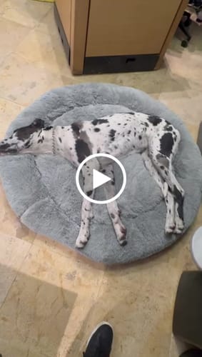 Customer video review of Cama Antiestrés para Perros