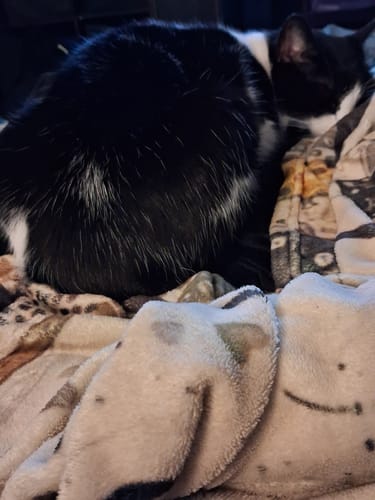 Customer photo review of Blisso Advanced Cat Probiotic