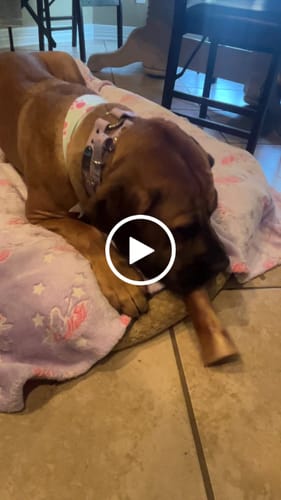Customer video review of Large Dog Black Friday Bundle II (4x 5oz Jerky Bags + 4x LARGE Smoked Marrow Bones)