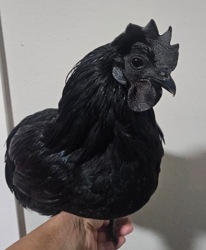 Customer photo review of Ayam Cemani "FLF New Imported Bloodline" Chick (Unsexed)