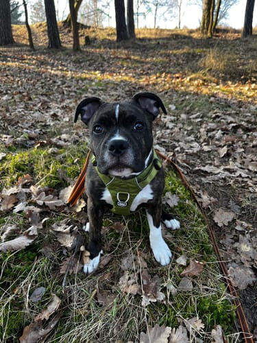 Customer photo review of Air Harness | Anti-Pull & With Handle - Olive Green