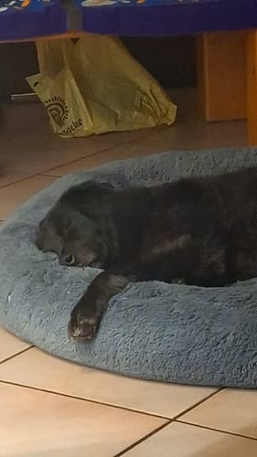 Reseñador muestra a su perro negro durmiendo profundamente en la cómoda Cama Antiestrés para Perros de color gris.