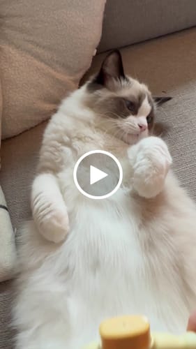 Customer video review of PelsLyn-børste™ – Den ultimative løsning til pelspleje