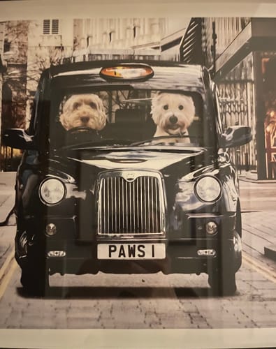 Customer photo review of The Cabbie - Custom Pet Portrait