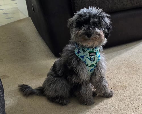 Customer photo review of Collar - Dinky Dino