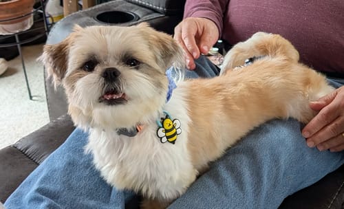 Customer photo review of Woof Jiby Dog Charm
