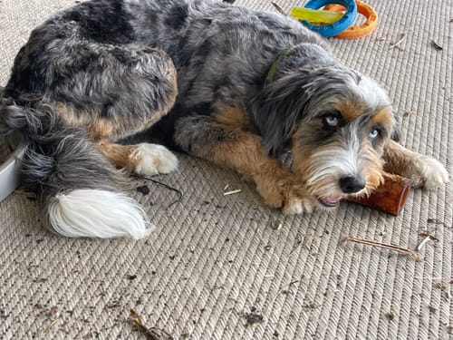 Customer's fluffy, multi-colored dog with blue eyes lying on a mat and holding a Smoked Beef Marrow Bone.
