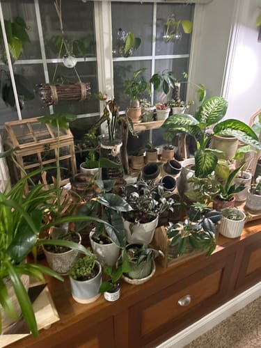 Customer's large collection of healthy houseplants on a cabinet, showing the indoor setting for the pest spray.