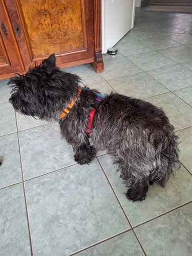 Customer photo review of Premium Hundegeschirr gepolstert