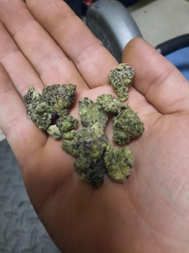Customer photo review of Purple Trainwreck - Minis - Indoor - 14 Grams - Sativa