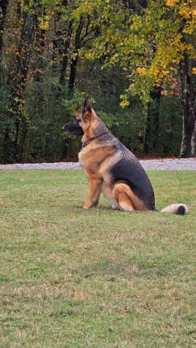 Customer photo review of Iron Paws Premium Dog Supplement