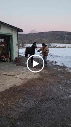 Customer video review of OptiWize Collagen +Plus Horse Joint Supplement