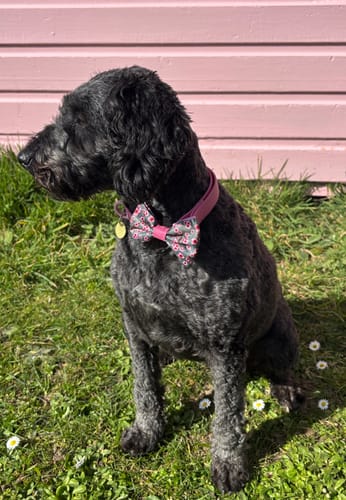 Customer photo review of Bow Tie - Cherry Blossom