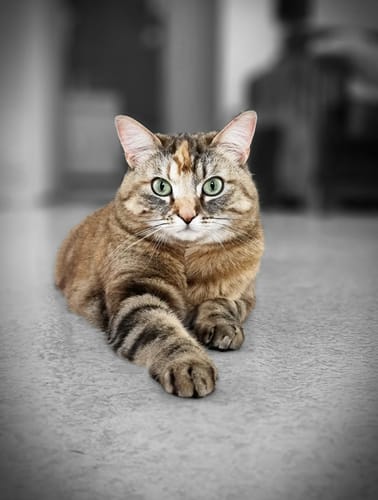 Le chat tigré et en bonne santé du client, qui apprécie les croquettes au saumon.