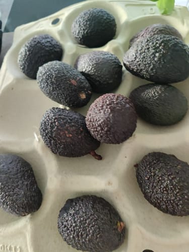 Ein Kunde zeigt mehrere dunkle, reifende Avocados in einer Pappschale aus der Retterbox.