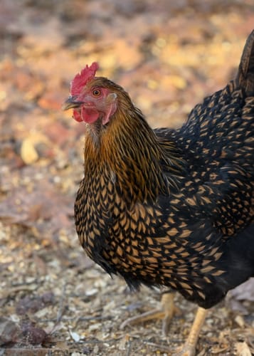 A customer's healthy chicken with detailed black and brown feathers, looking lively after taking the gut support product.