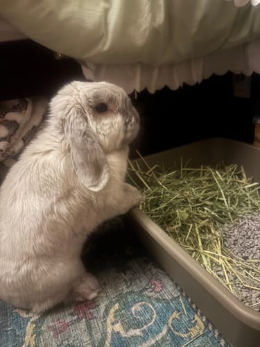 Customer's fluffy grey rabbit with its paws on a litter box filled with green Timothy Hay 'Blend'.