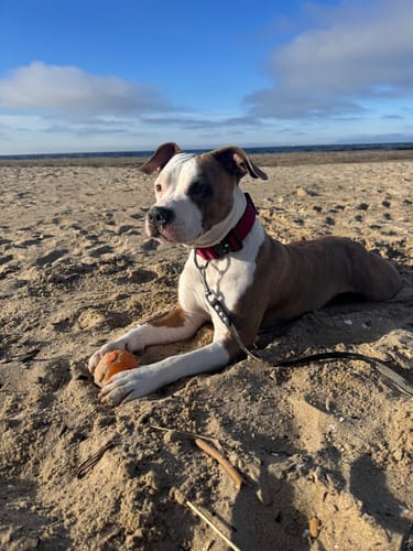Customer photo review of 4cm Combat® Collar | Rated Clip - NO HANDLE - Burgundy