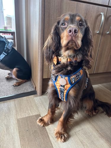 Customer photo review of Disney© Collar - Woody